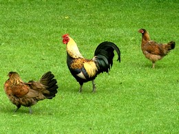Le Coq