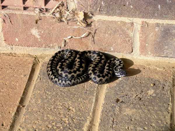Common viper, vipera berus